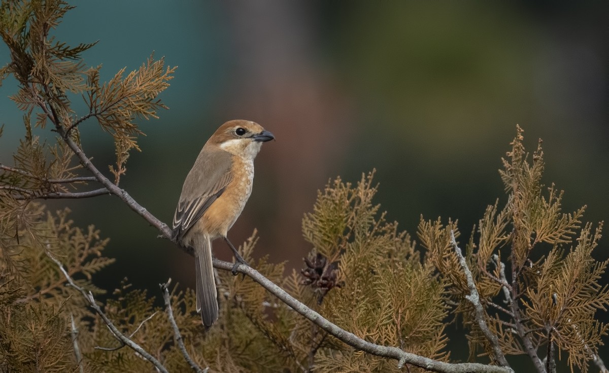 Bull-headed Shrike - ML630896490