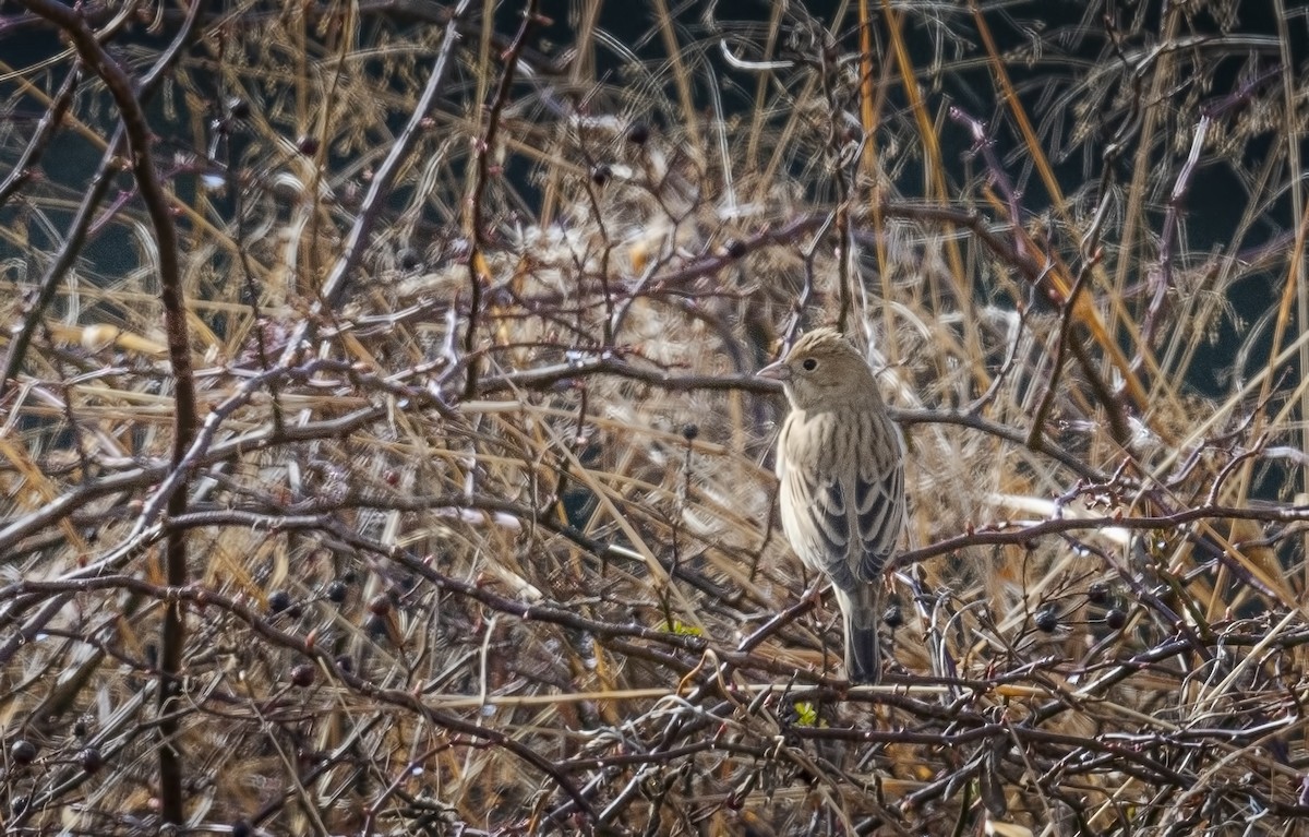 Black-headed Bunting - ML630896498