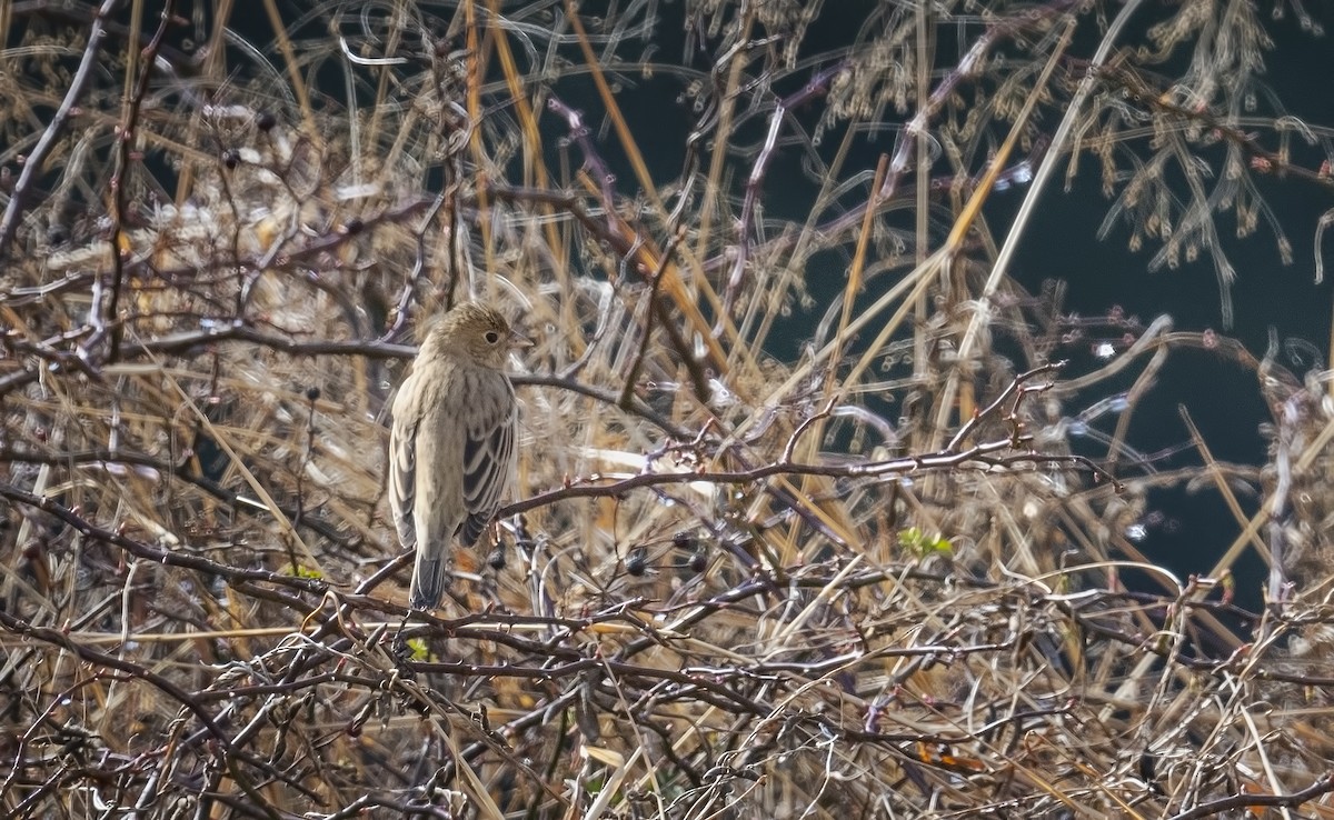 Black-headed Bunting - ML630896500