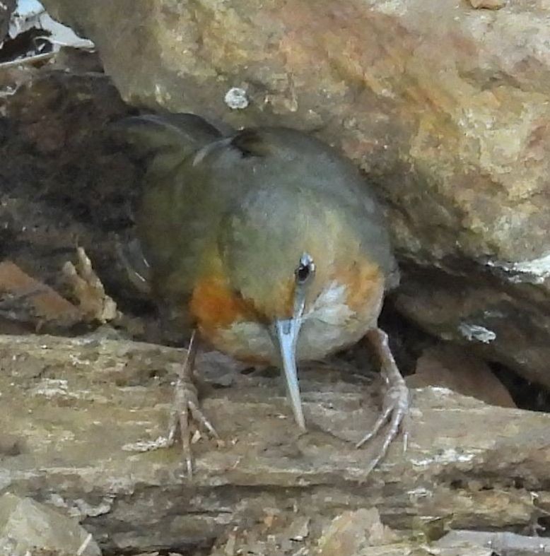 Red-eyed Scimitar-Babbler - ML630896508