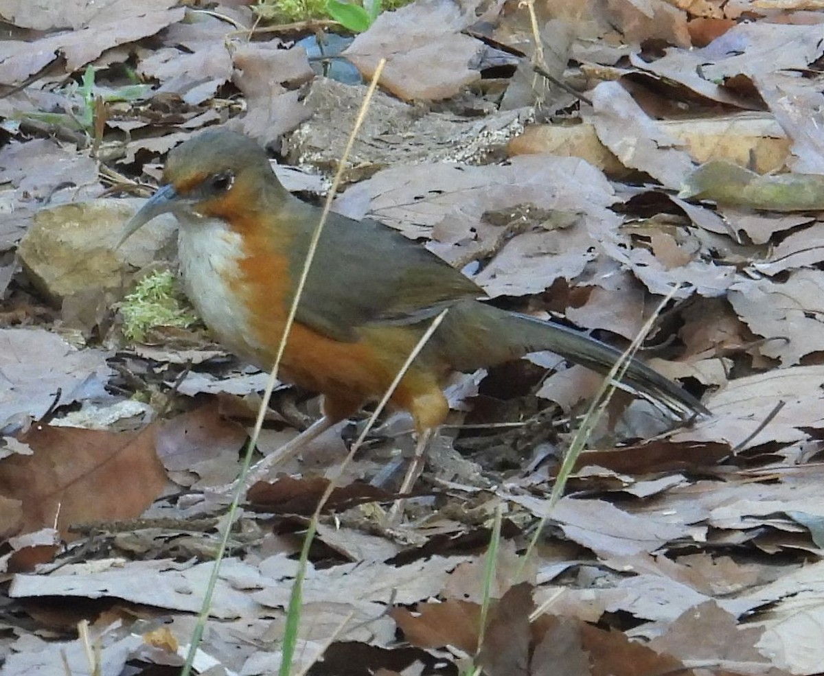 Red-eyed Scimitar-Babbler - ML630896528