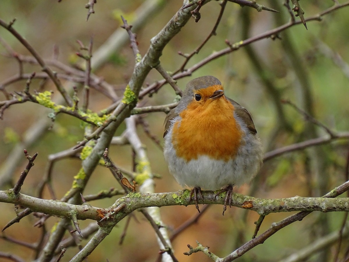 červenka obecná - ML630896538