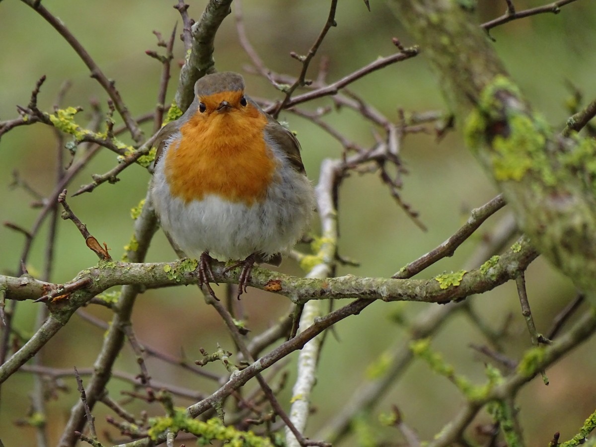 červenka obecná - ML630896539