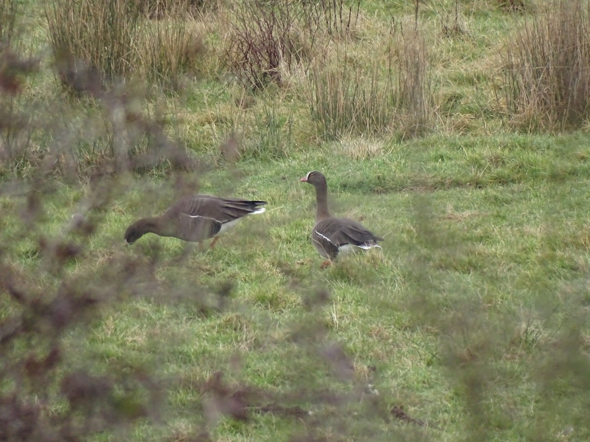 husa malá - ML630896551