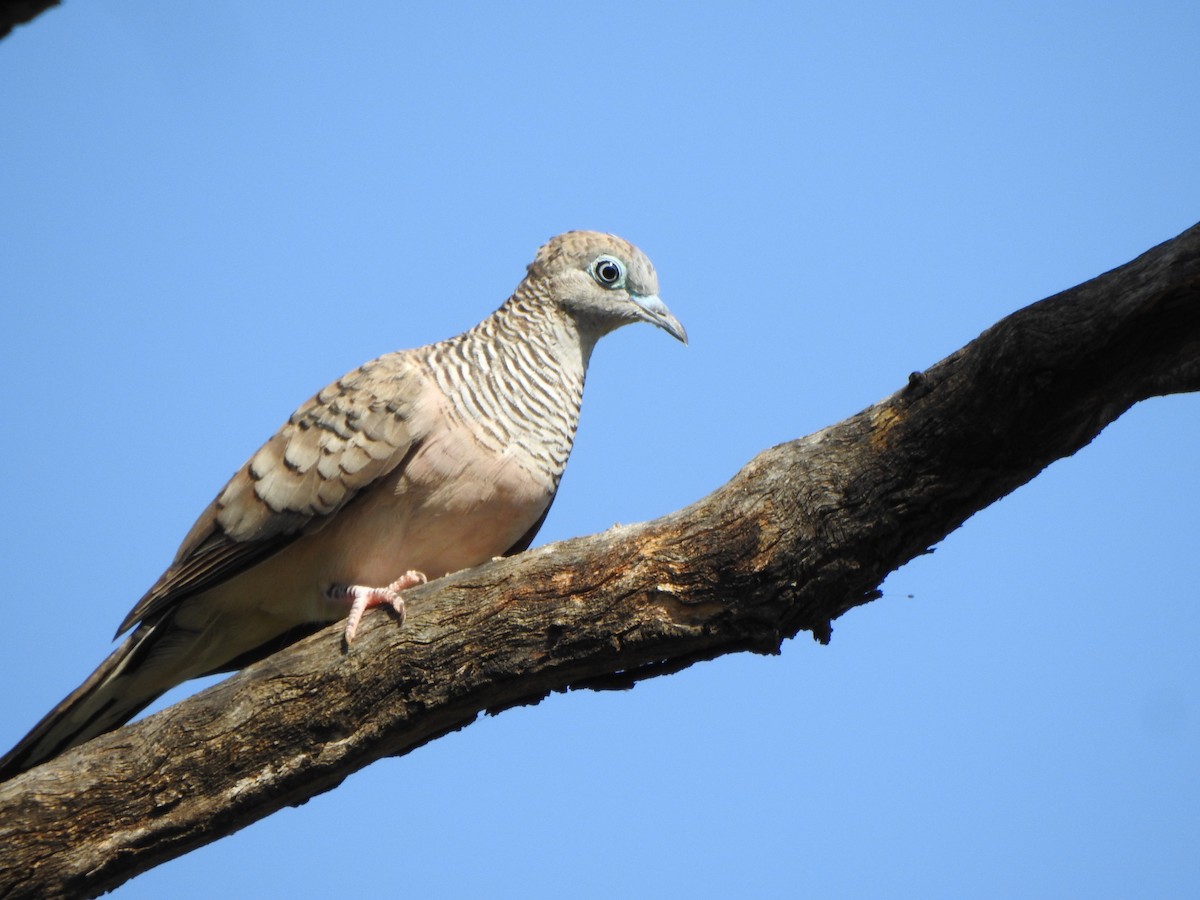 Peaceful Dove - ML630896688