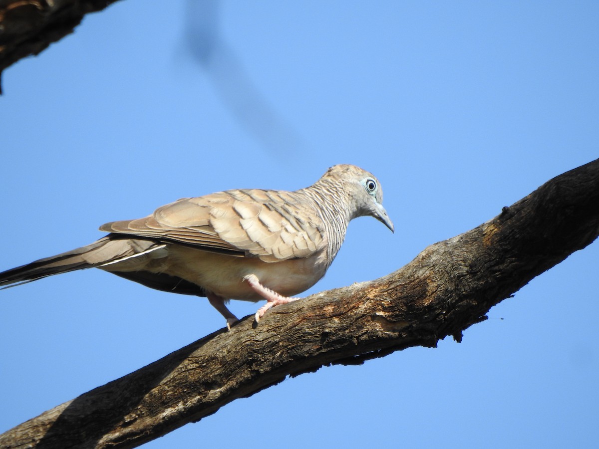 Peaceful Dove - ML630896709