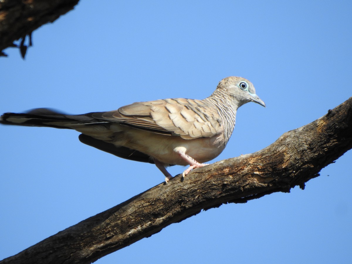 Peaceful Dove - ML630896759
