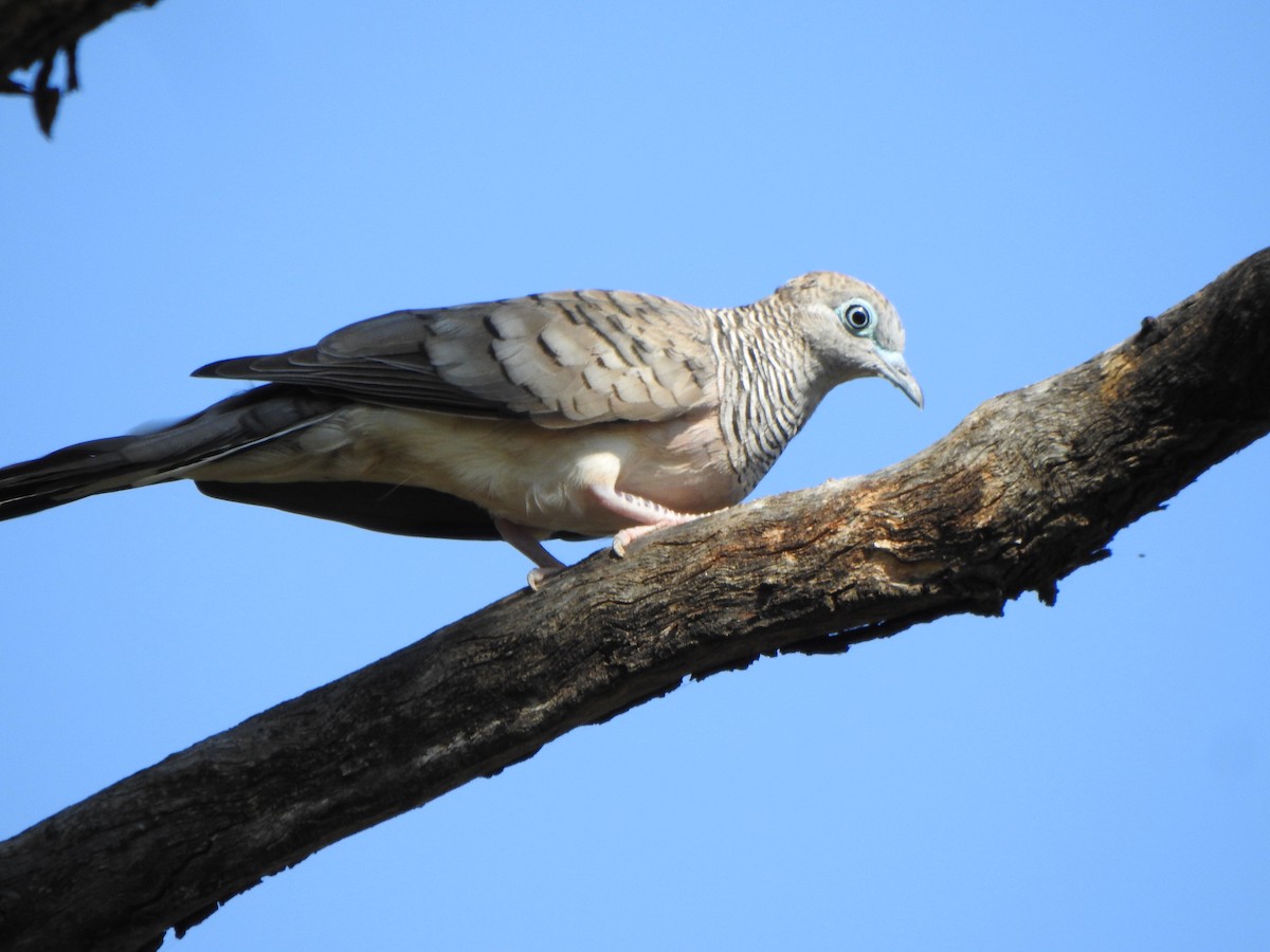 Peaceful Dove - ML630896762