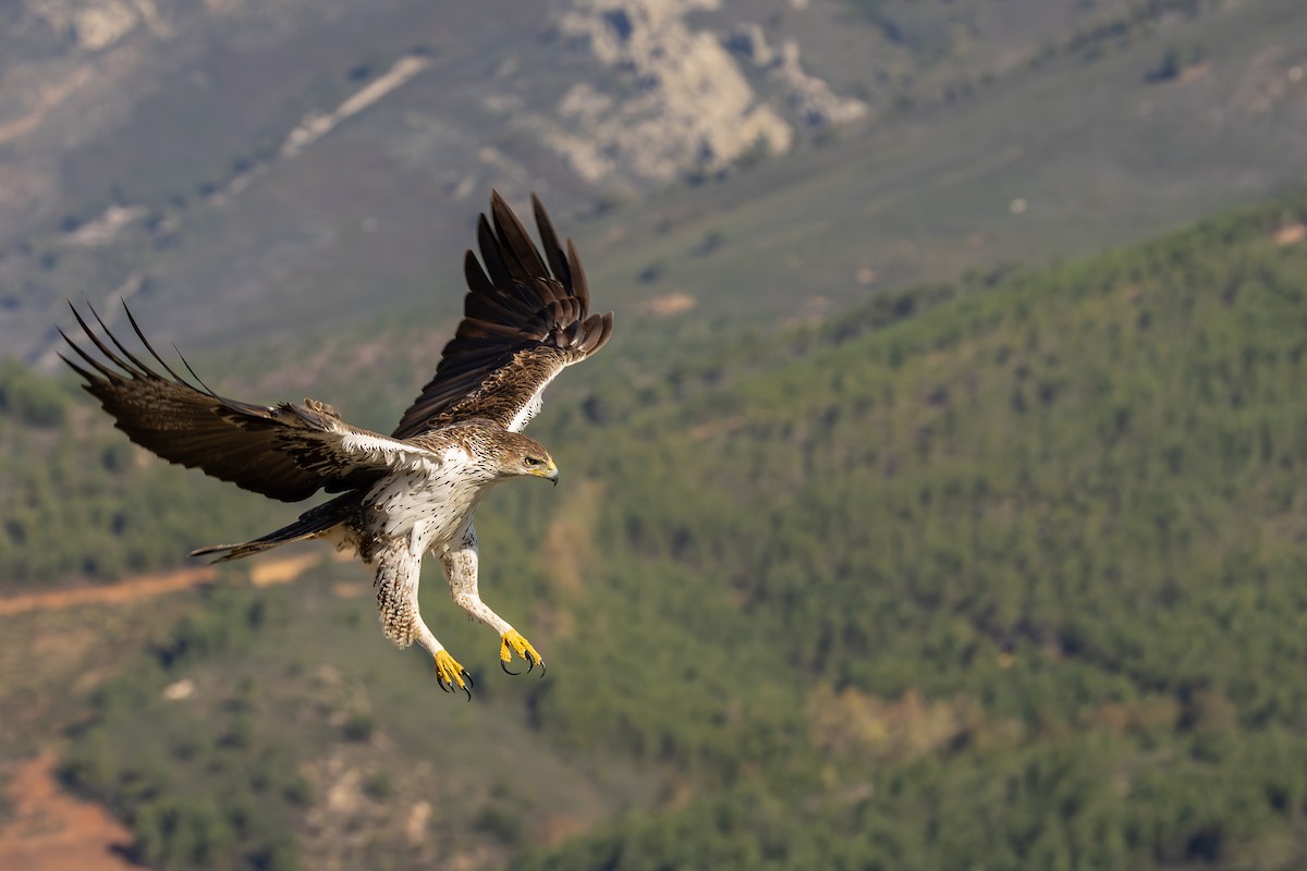 Bonelli's Eagle - ML630896784
