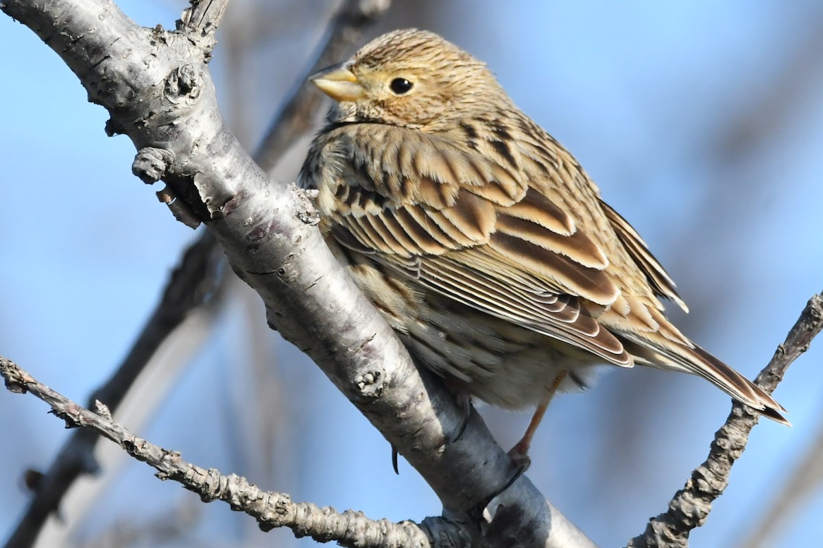 Corn Bunting - ML630896853