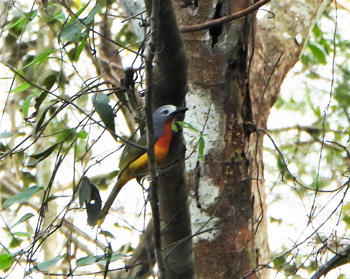 Fiery-breasted Bushshrike - ML630896896
