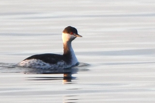Horned Grebe - ML630896897