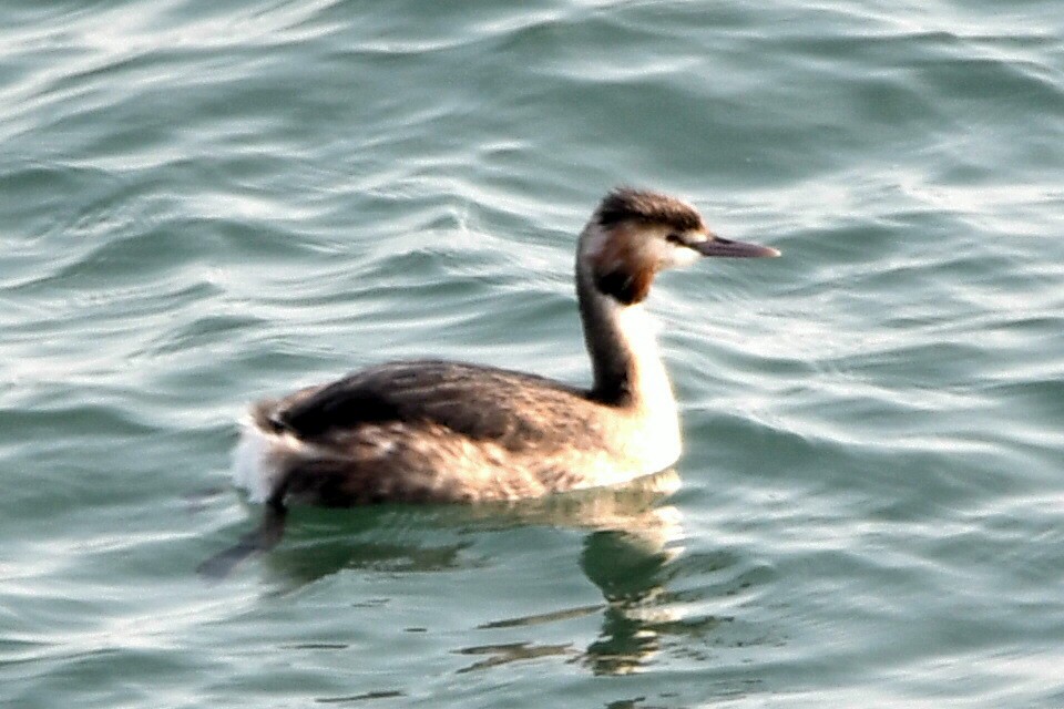 Great Crested Grebe - ML630896924