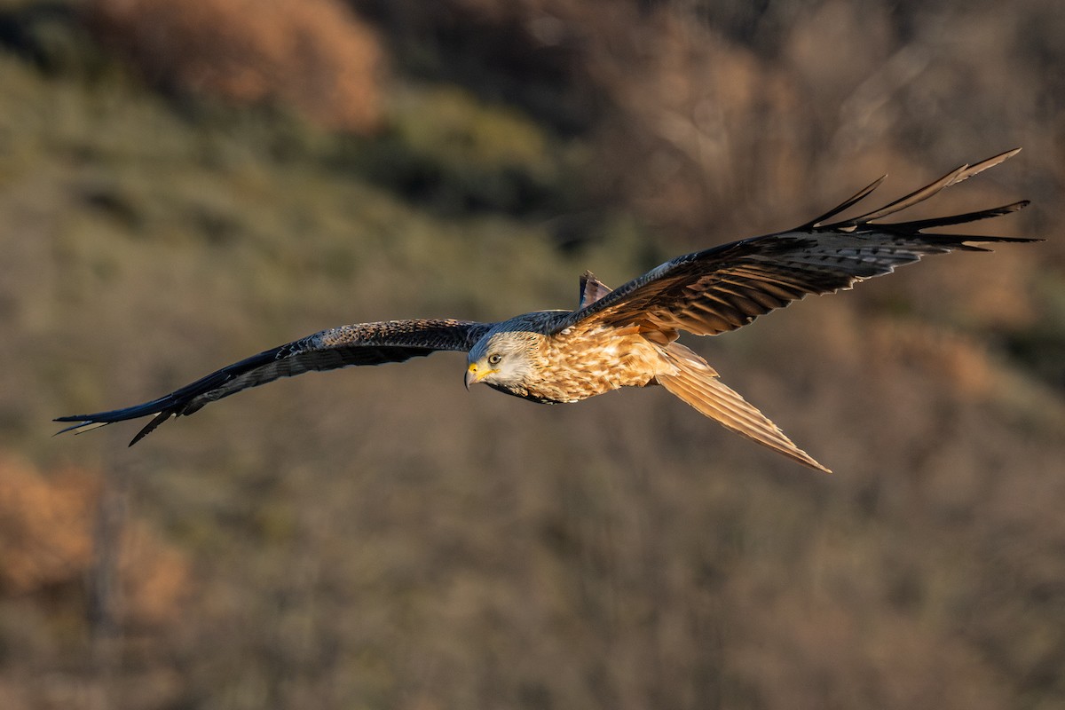 Red Kite - ML630896944