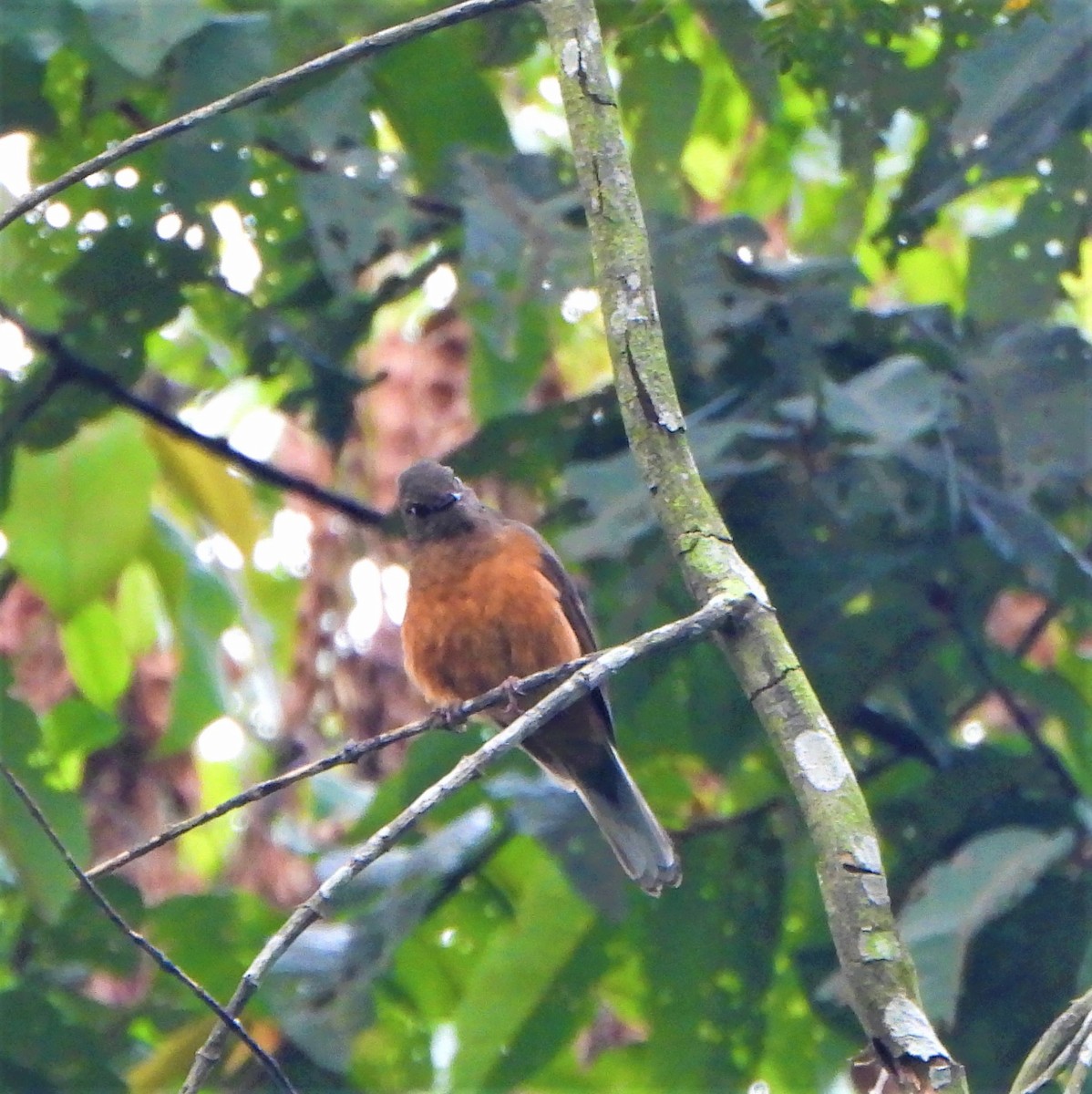 Finsch's Flycatcher-Thrush - ML630896948