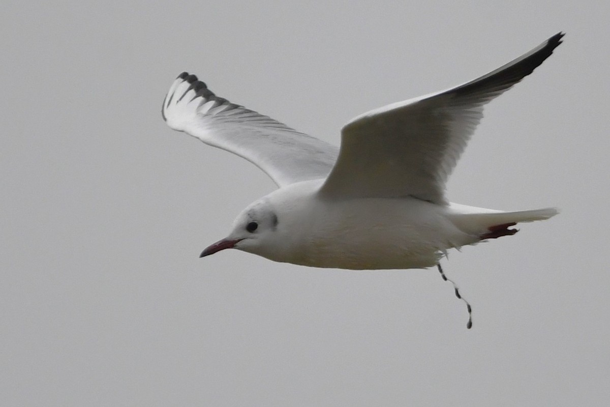 Black-headed Gull - ML630897019