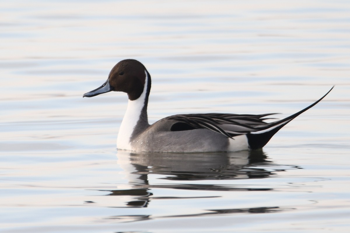 Northern Pintail - ML630897041