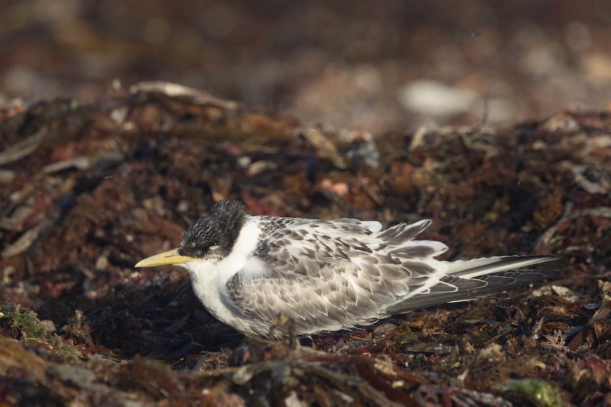 Крячок жовтодзьобий - ML630897053