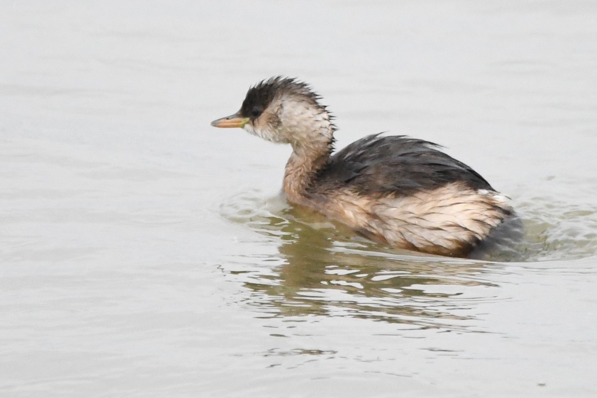 Little Grebe - ML630897081