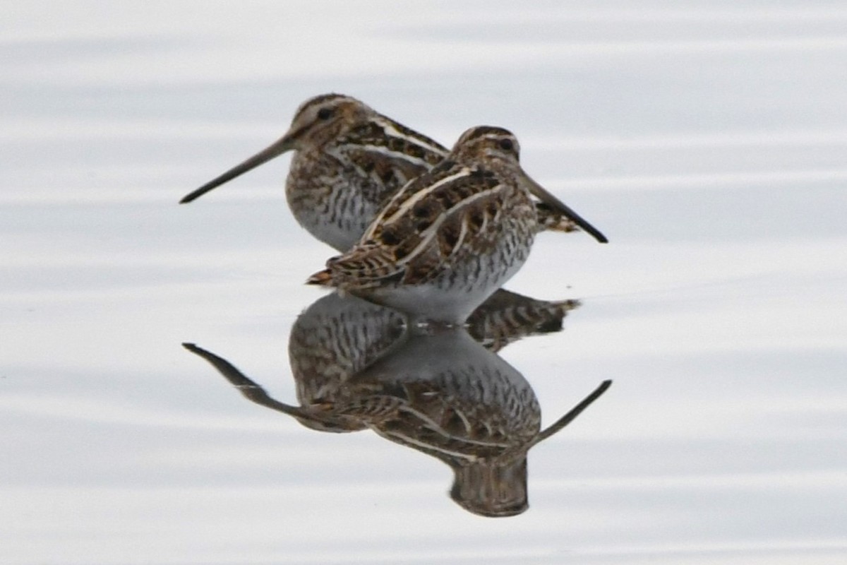 Common Snipe - ML630897091