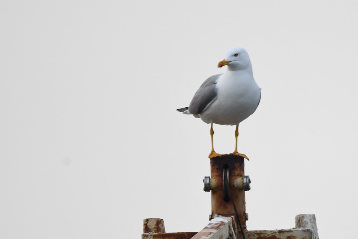 Yellow-legged Gull - ML630897107