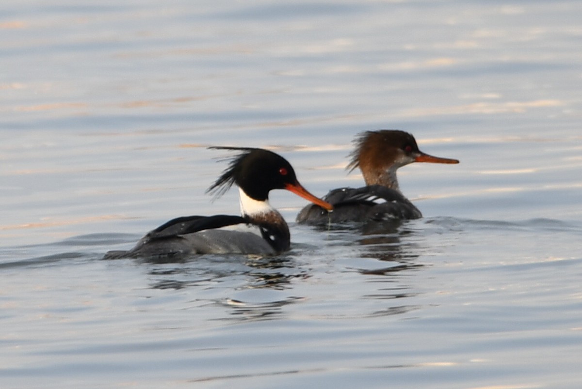 Red-breasted Merganser - ML630897124