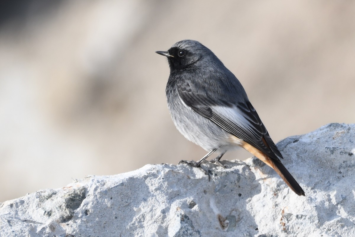 Black Redstart - ML630897145