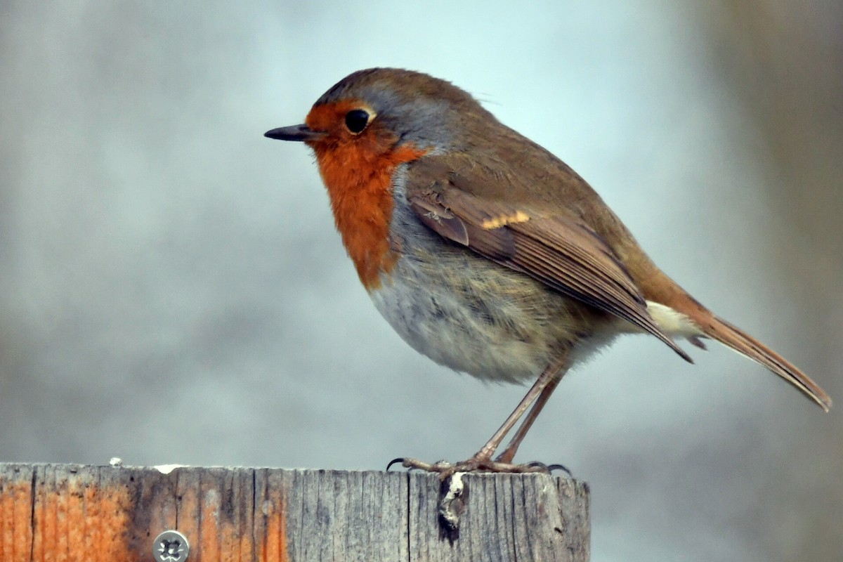 European Robin - ML630897186