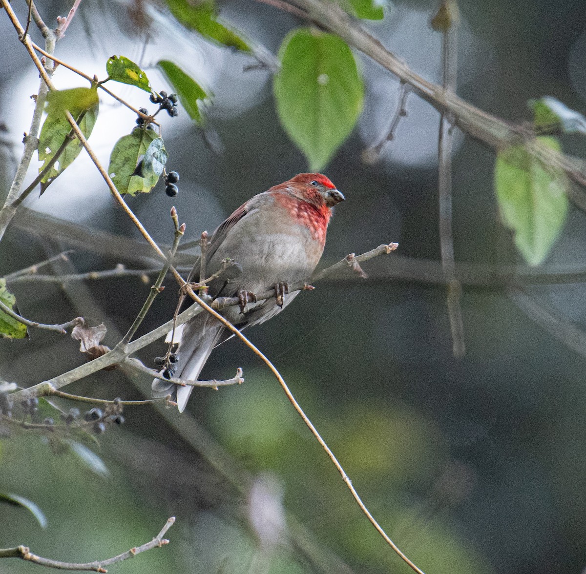 Crimson-browed Finch - ML630897425
