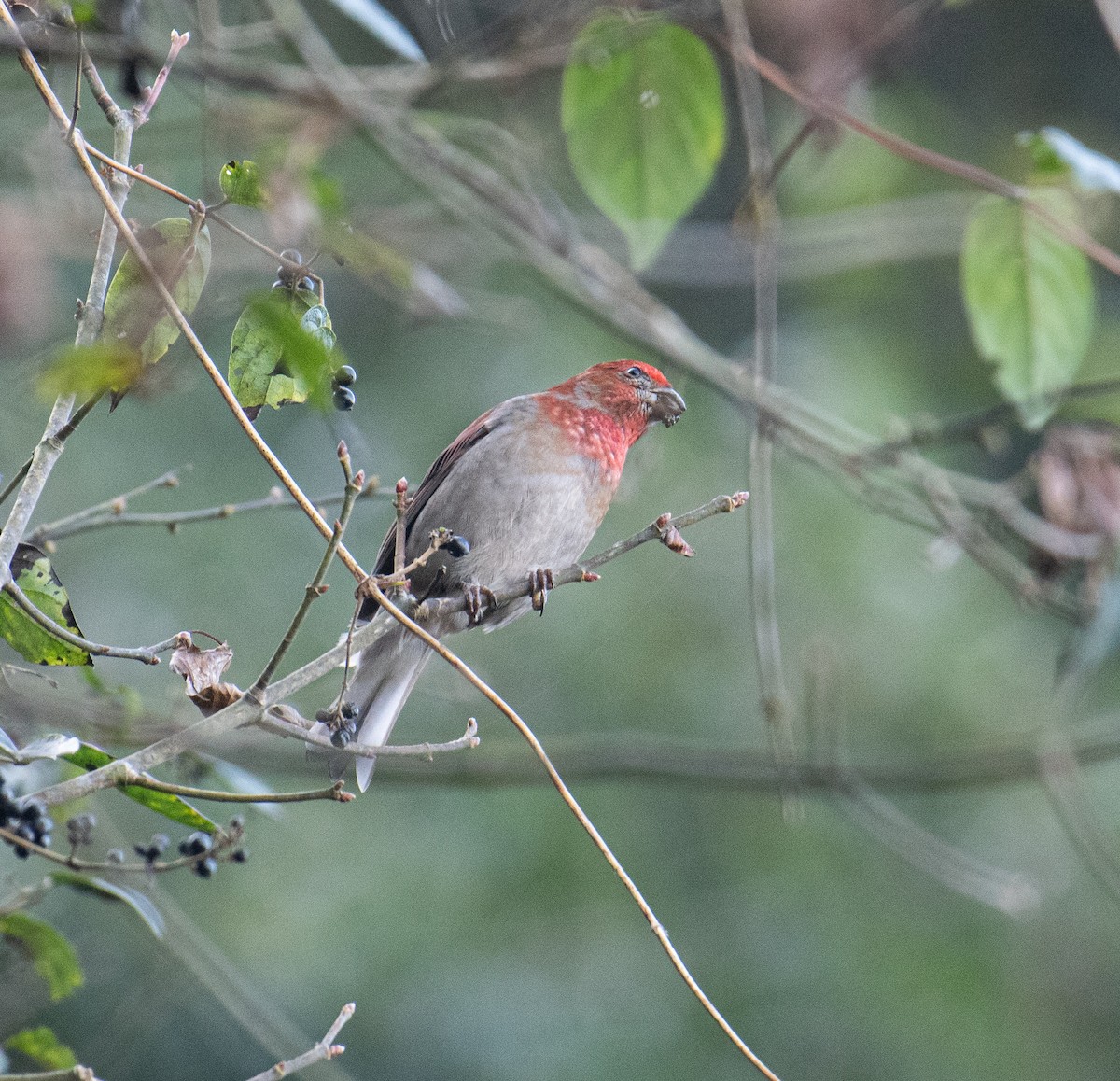 Crimson-browed Finch - ML630897426