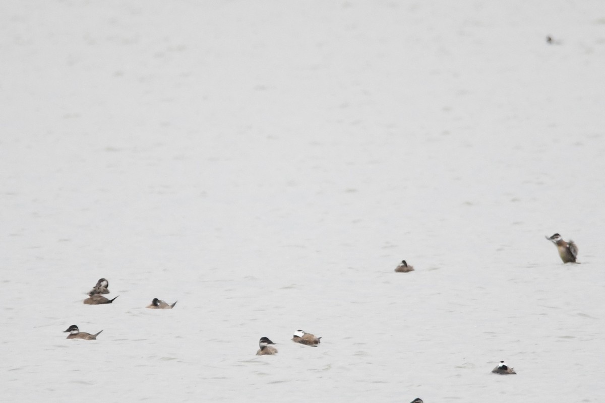 White-headed Duck - ML630897551