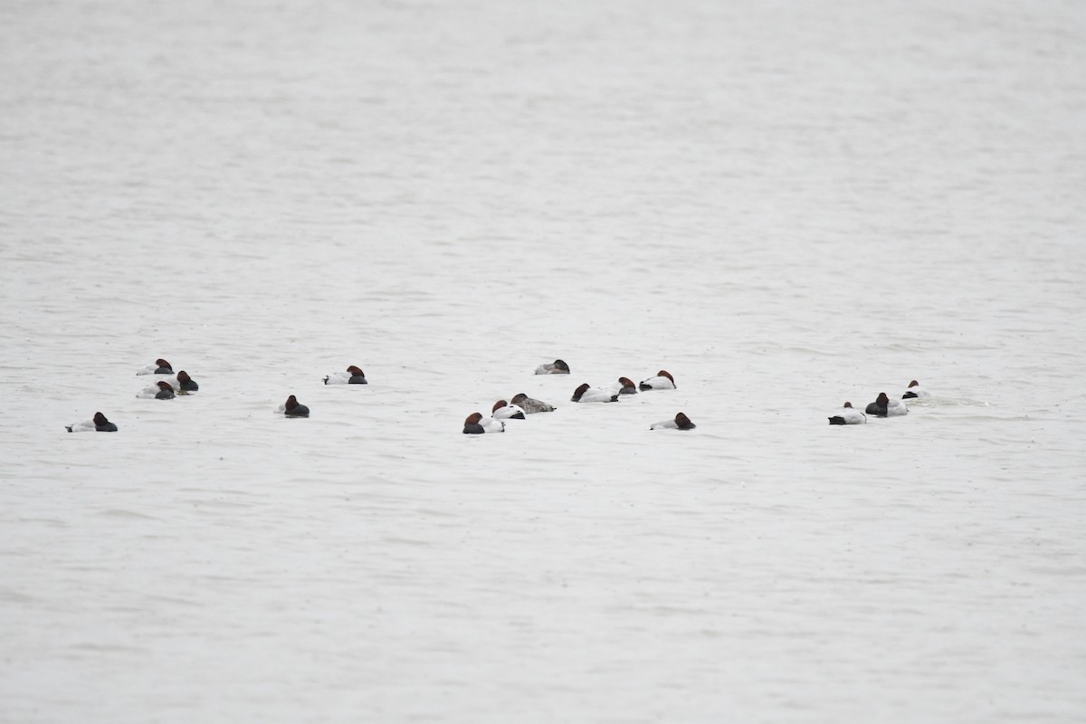 Common Pochard - ML630897663
