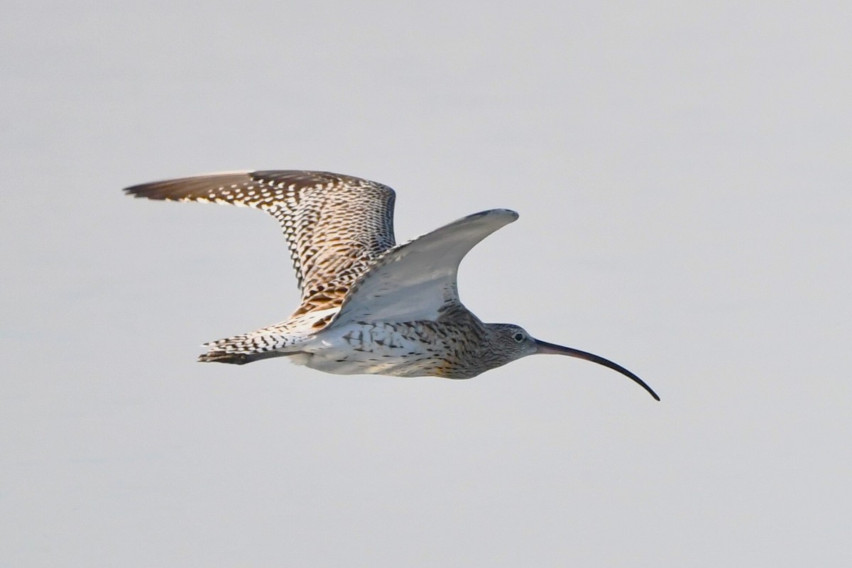 Eurasian Curlew - ML630897777