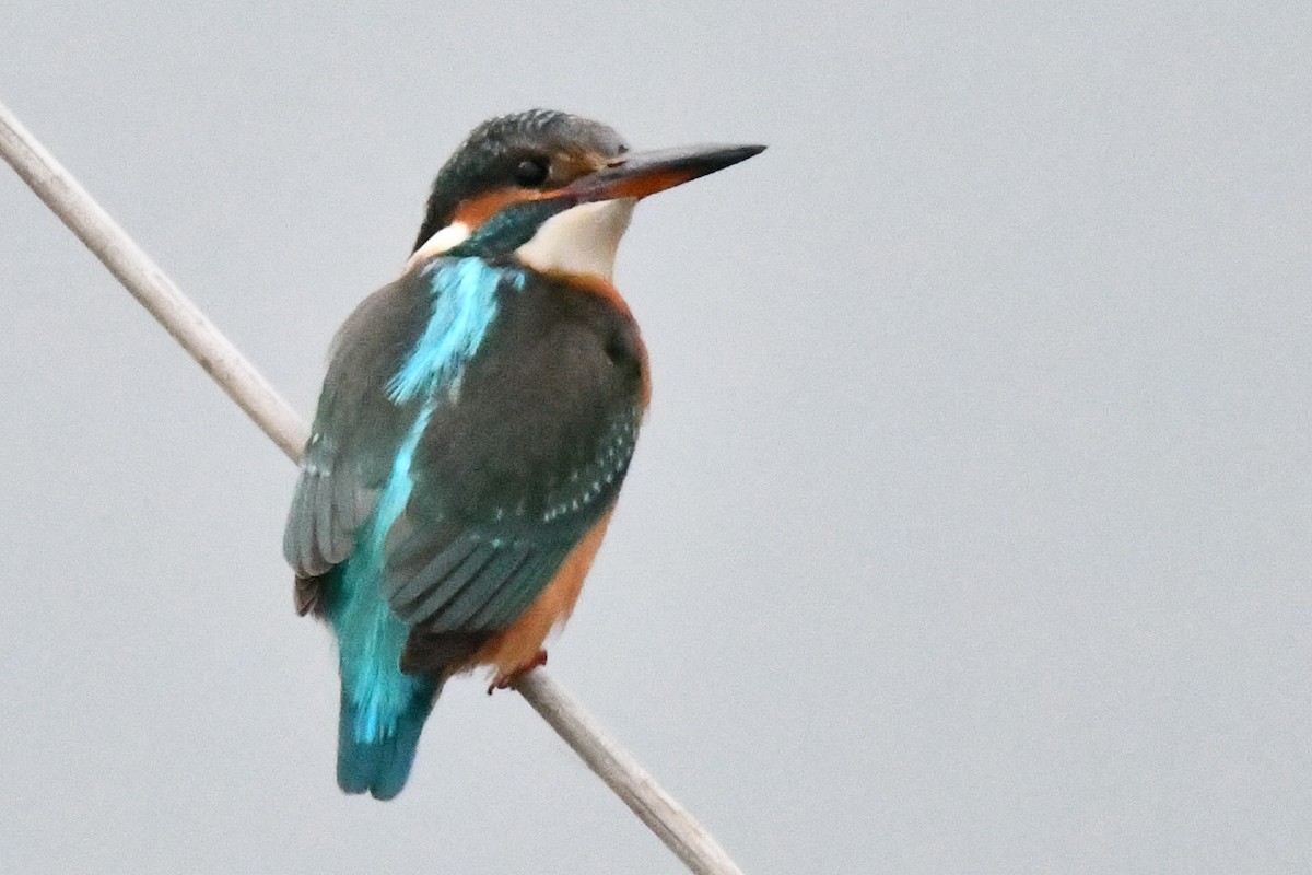 Common Kingfisher - ML630897825