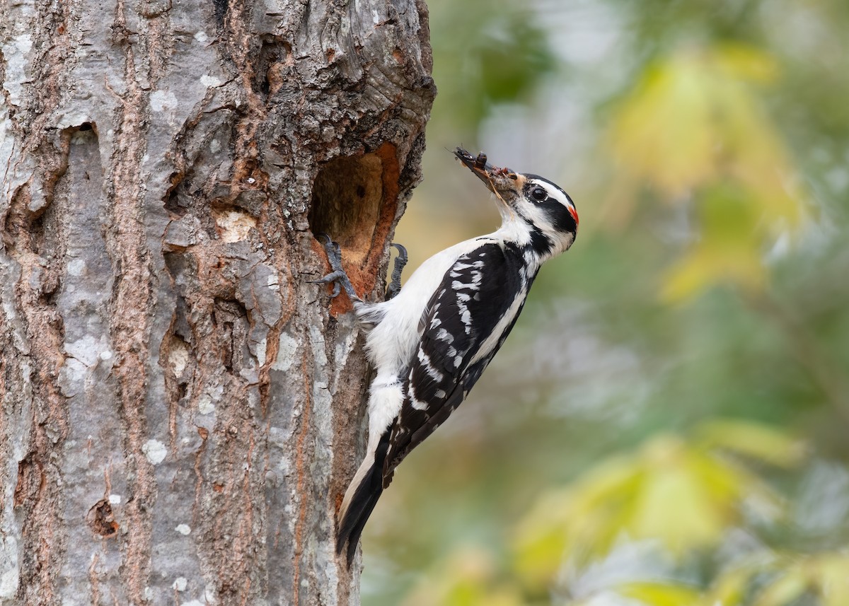Hairy Woodpecker - Matthew Huntley
