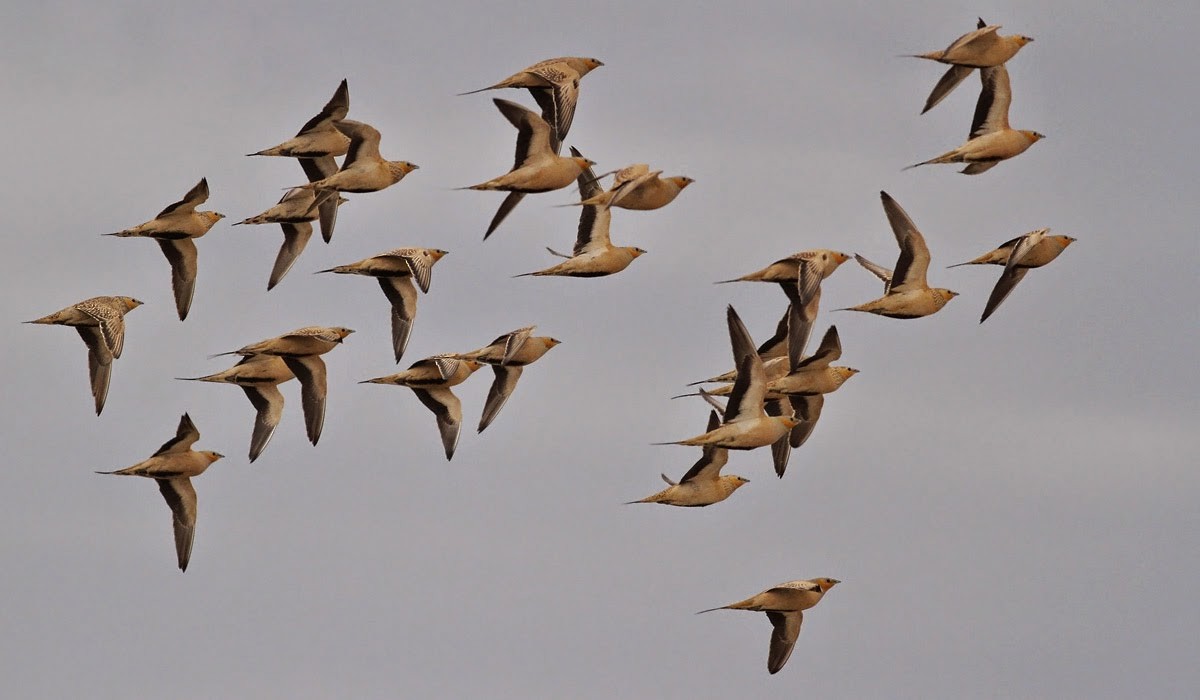 Spotted Sandgrouse - ML630897990