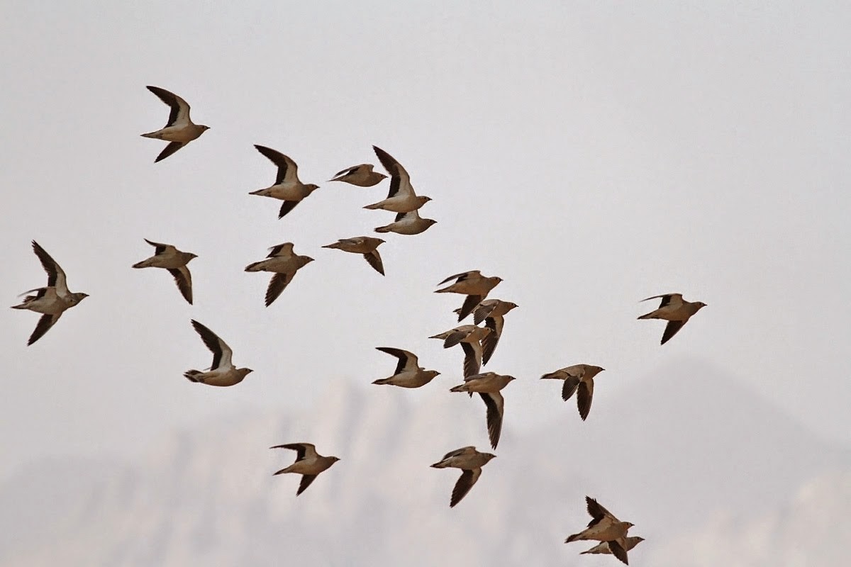 Crowned Sandgrouse - ML630897996