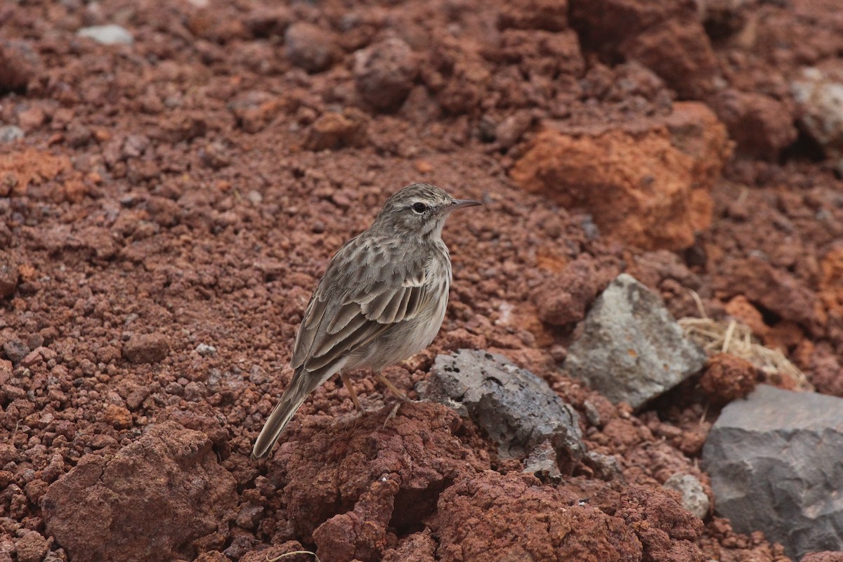 Berthelot's Pipit - ML630898547