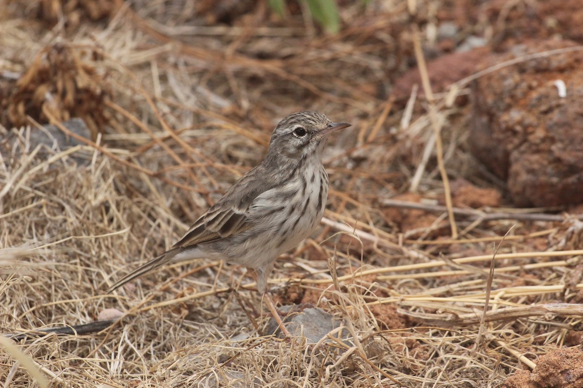 Berthelot's Pipit - ML630898549
