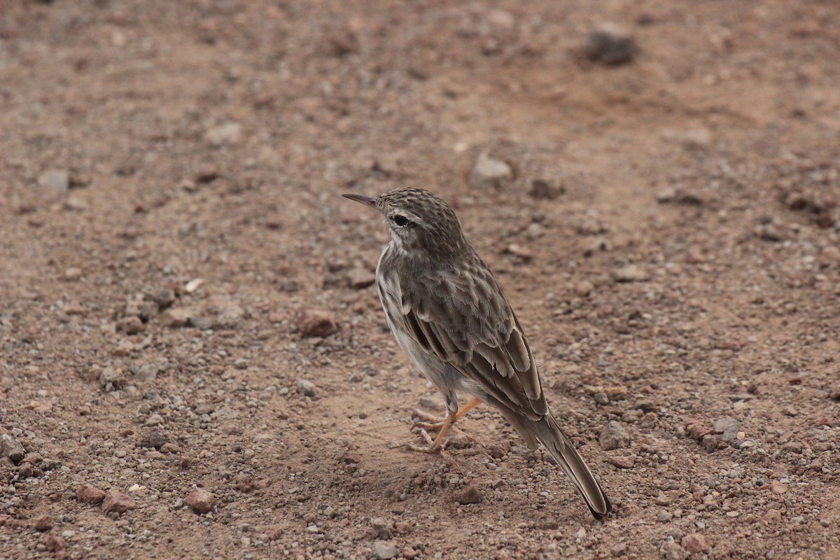 Berthelot's Pipit - ML630898550