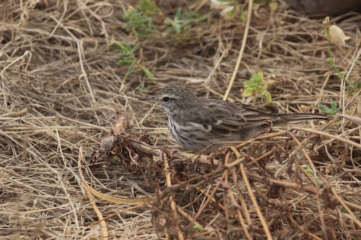 Berthelot's Pipit - ML630898552