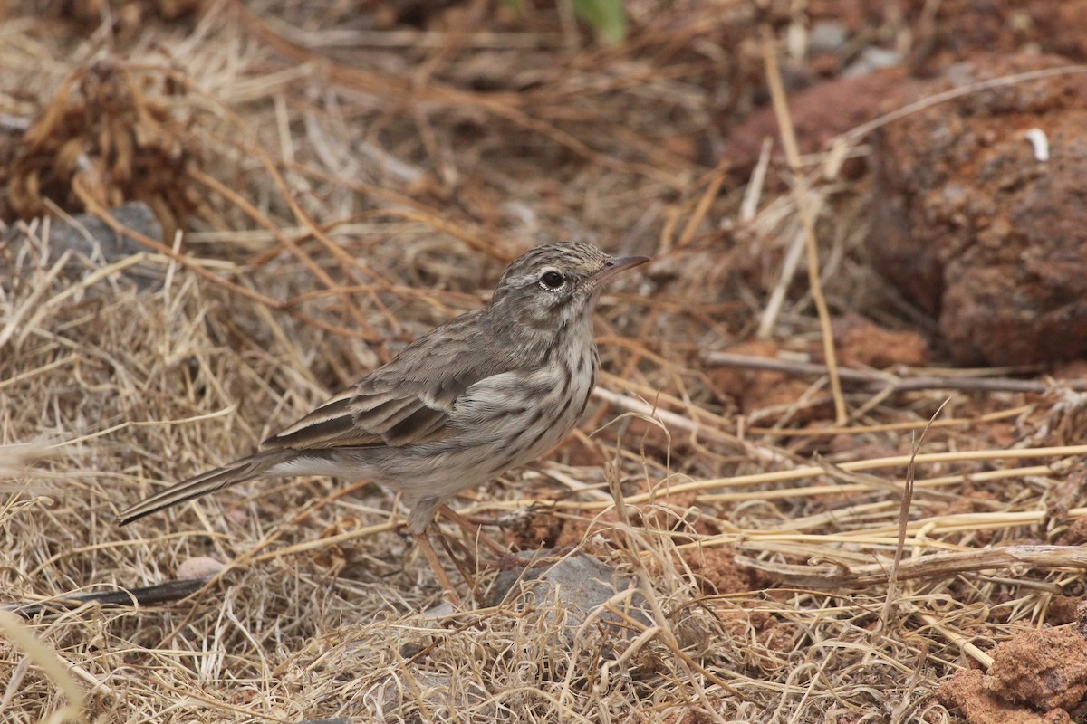 Berthelot's Pipit - ML630898553