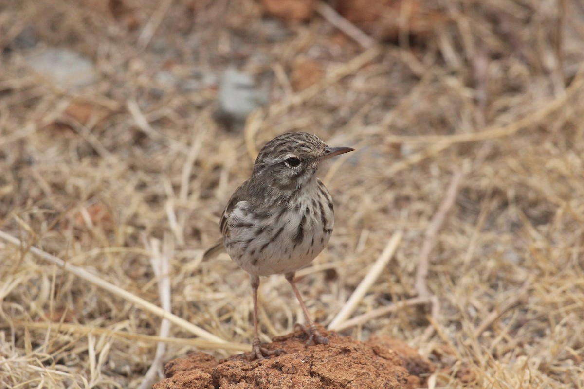 Berthelot's Pipit - ML630898557