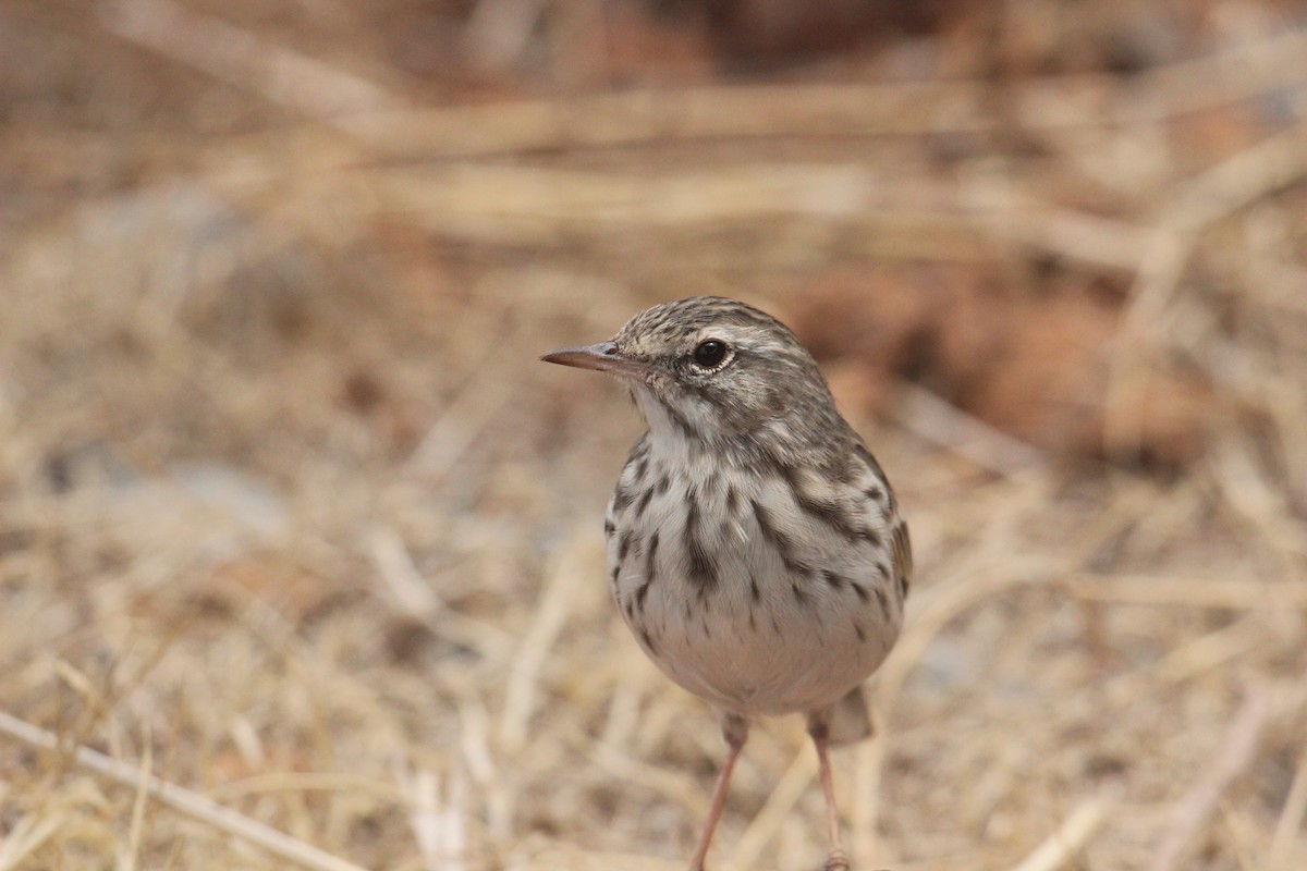 Berthelot's Pipit - ML630898560