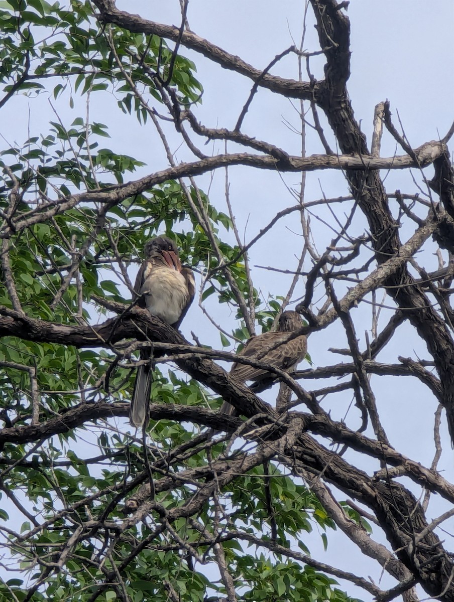 Bradfield's Hornbill - ML630898859