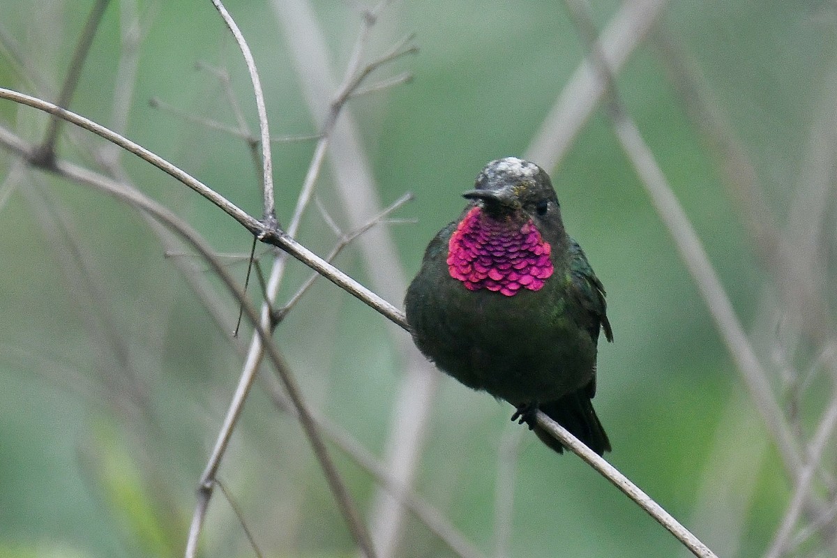 Bronze-tailed Comet - ML630898924