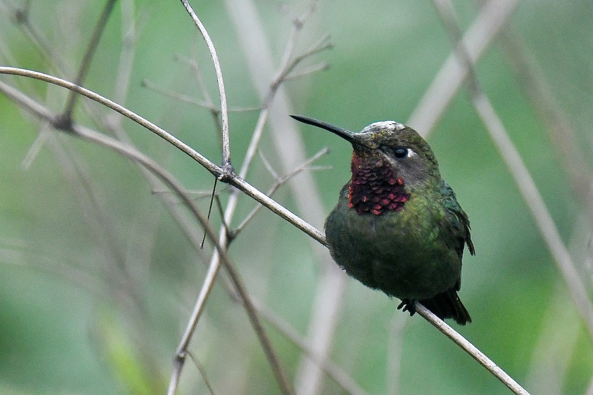Bronze-tailed Comet - ML630898926