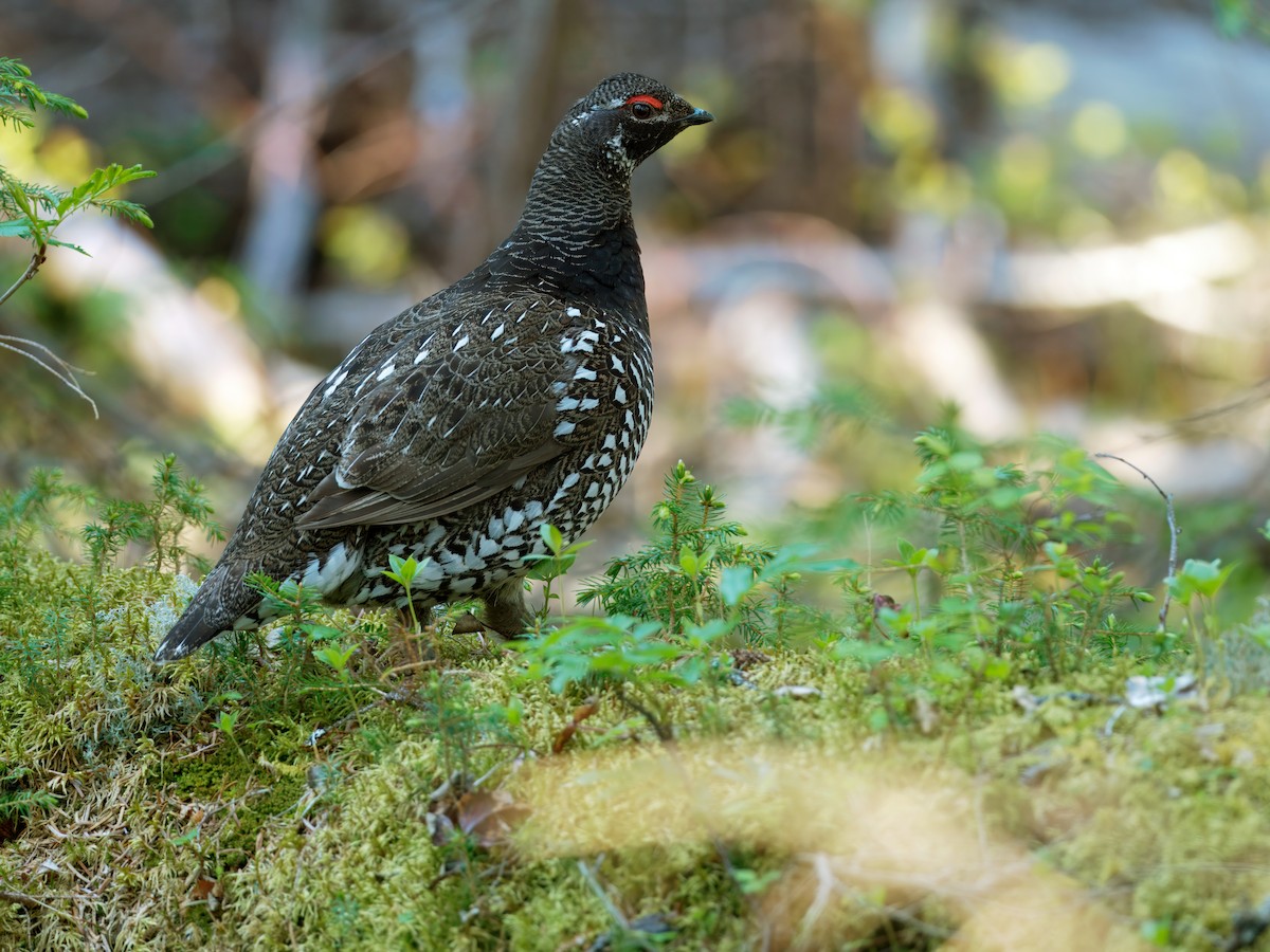 Siberian Grouse - ML630898944