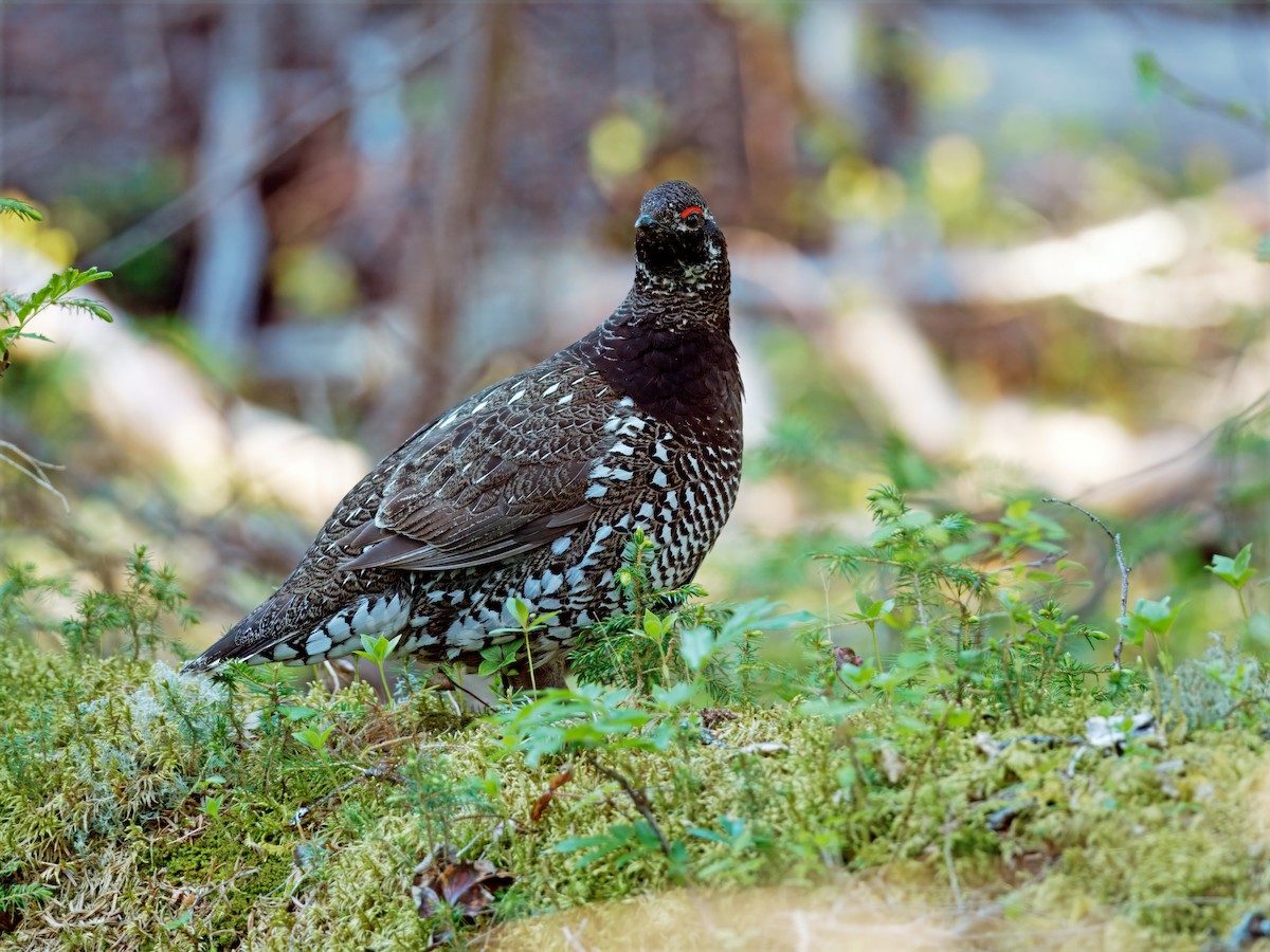 Siberian Grouse - ML630898945