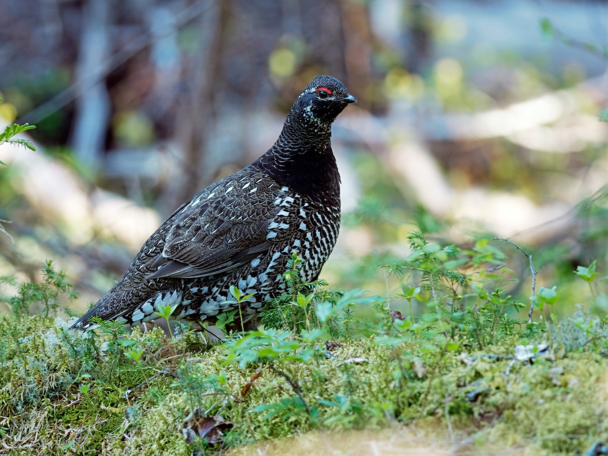 Siberian Grouse - ML630898963